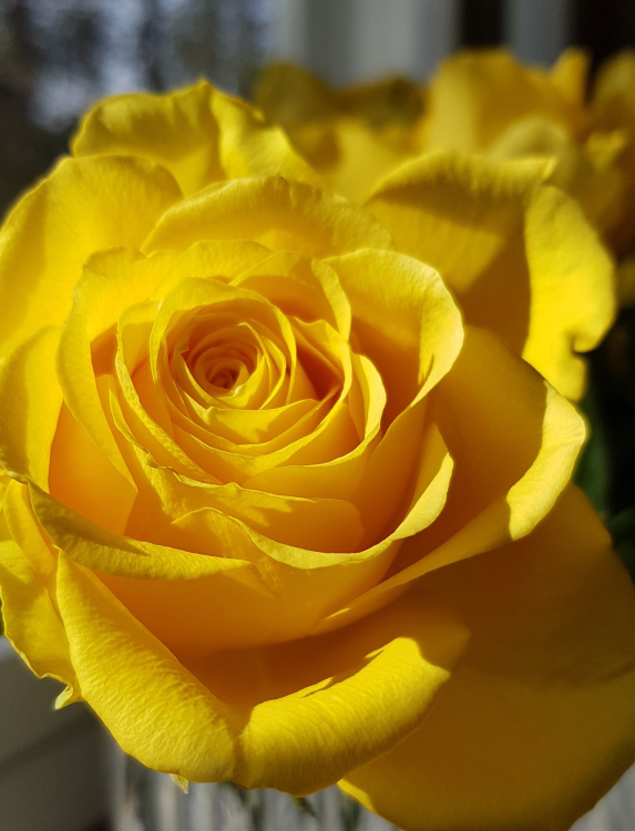 keltainen ruusu